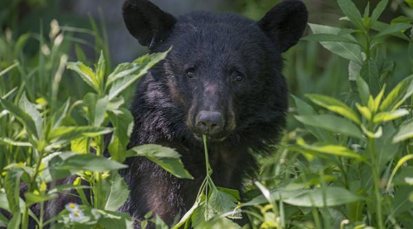 s a trezit cu ursul in pragul casei reactia femeii a devenit virala uita te la tine fii baiat bun si inchide usa