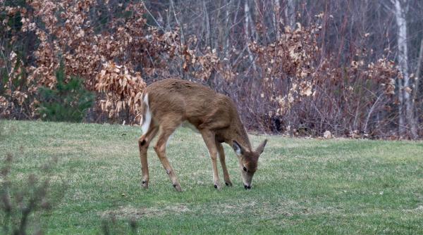zeci de caprioare iepuri si vulpi gasite moarte pe un camp din timis si arad de la ce ar fi murit animalele