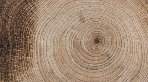 cea mai veche padure din lume este in sud vestul angliei sustin oamenii de stiinta