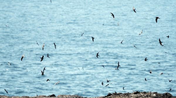 imagini apocaliptice in franta sute de pasari au fost gasite moarte pe plaje