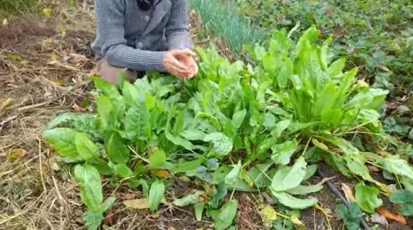 macris beneficii uimitoare pentru sanatate nu este bun doar la acrit ciorba