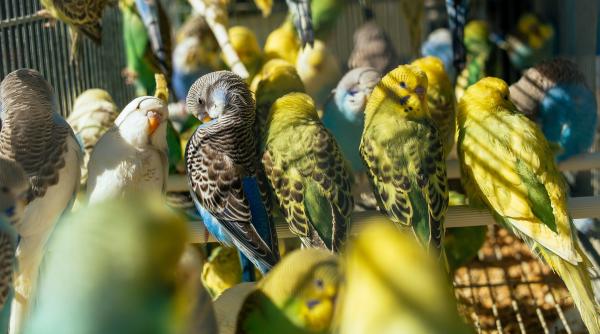 avertisment oms boala papagalului raspandire alarmanta in randul oamenilor in europa