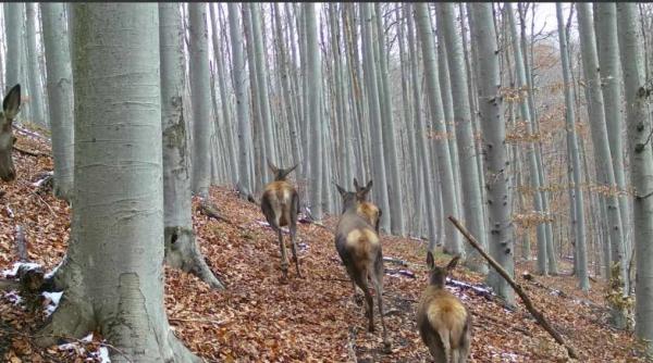 imagini cu parada ciutelor surprinse intr o padure din parcul national semenic video in articol