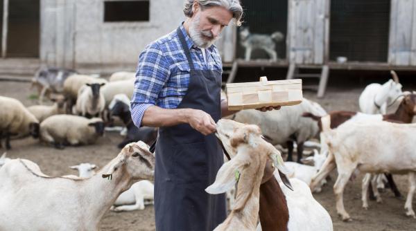 s au stabilit subventiile apia pe 2024 pentru ovine si capre fermierii nu mai trebuie sa respecte aceasta regula