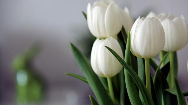 trucuri tari dezvaluite de maria lumezeanu inginer horticol pentru ca florile sa reziste mai mult timp in vaza nu te ai fi gandit la asta