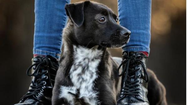 toti proprietarii de animale trebuie sa stie asta medicul veterinar adrian iurcenco nu se mai recomanda vaccinarea anuala in anglia e malpraxis la cati ani trebuie facut vaccinul