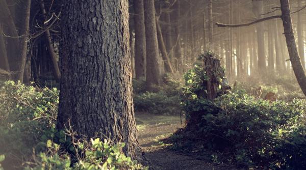 o caprioara alba extrem de rara surprinsa de jandarmii brasoveni foto in articol