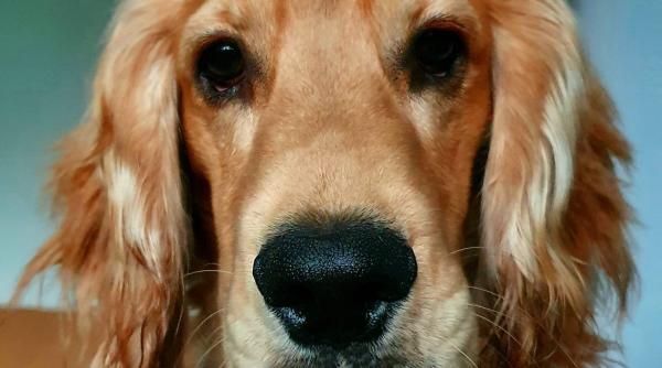 pasagerii stresati pot fi linistiti de caini de terapie pe aeroportul din istanbul reuters foto