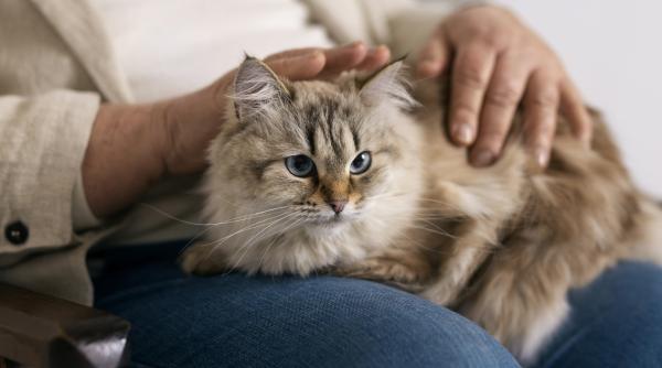 cum sa ii transmiti pisicii ca o iubesti