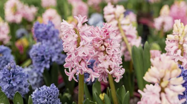 cum si cand se planteaza zambilele