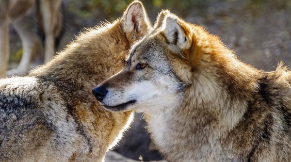 imagini rare cu o haita de lupi surprinse intr o padure din bacau video in articol