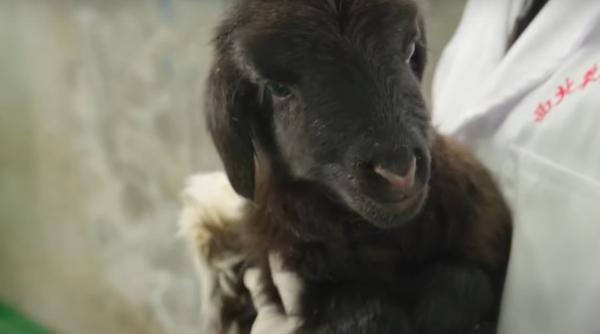 premiera china anunta ca a clonat cu succes doua capre tibetane