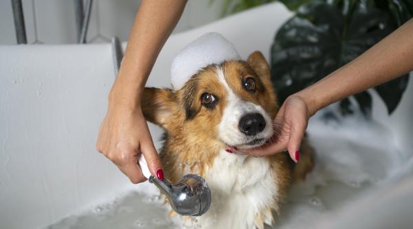 cat de des ar trebui sa i faci baie cainelui