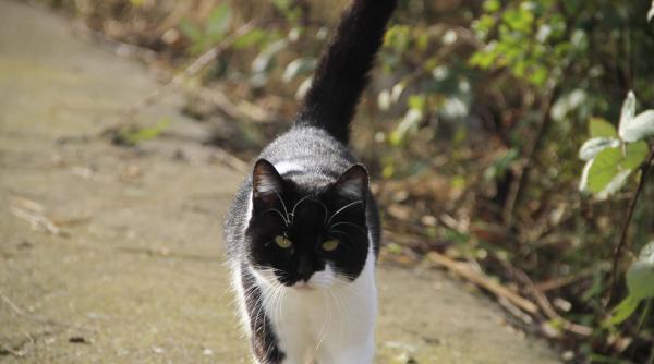 usr vrea eutanasierea pisicilor fara stapan florin manole psd usr protejeaza sobolanii