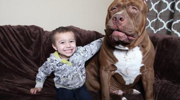 el este hulk cel mai mare pitbull din lume cat cantareste patrupedul unicat video