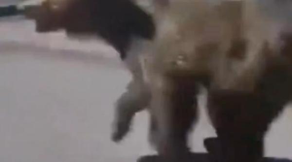 un urs a fost filmat in timp ce gonea pe strazile din slovacia doua persoane au fost atacate video