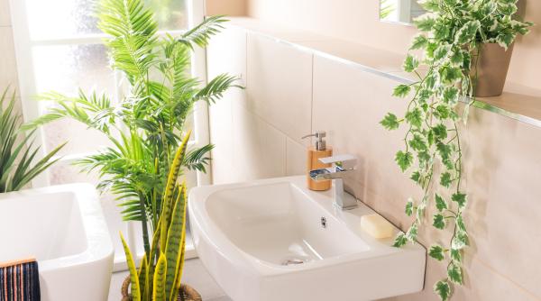 6 plante de apartament care va scapa de mucegaiul din baie