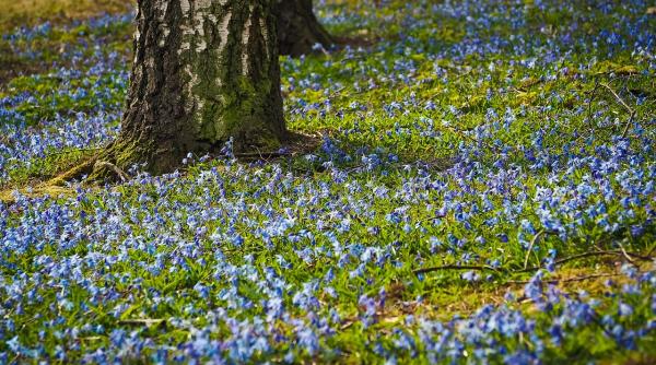 atentie ce flori rupi din padure amenzile ajung pana la 7 500 de lei foto in articol