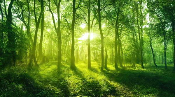 obiectivul ue de a planta 3 miliarde de copaci departe de a fi indeplinit