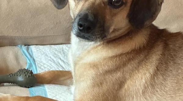 caine pierdut in bucuresti zona diham bd chisinau piata delfinului recompensa de pana la 1 500 de lei pentru patrocle