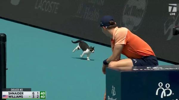 momentul cand o pisica intrerupe meciul de tenis dintre venus williams si diana shnaider imaginile sunt virale video