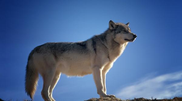 mai multi lupi surprinsi dupa o partida reusita de vanatoare intr o padure din neamt video in articol