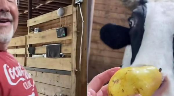 viral pe tiktok o vaca mananca doar din mana unui singur om sotia barbatului refuzata categoric n am mai vazut asa ceva video