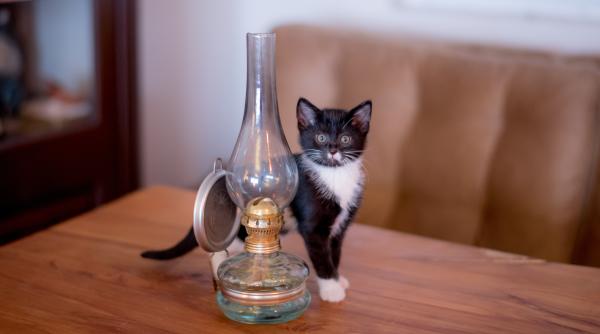 de ce pisicile darama obiecte de la inaltime