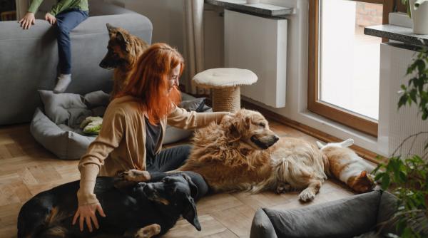 romania tara cu cele mai multe animale de companie pe cap de locuitor din europa