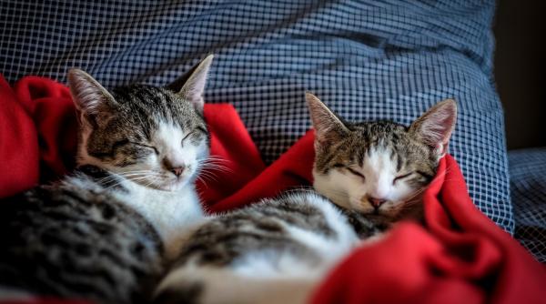 e bine sa tinem in aceeasi casa doua pisici au nevoie cu adevarat de companie se plictisesc singure adrian dragota are un singur raspuns