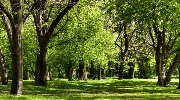 s a aflat de ce tusesc copacii explicatia stiintifica