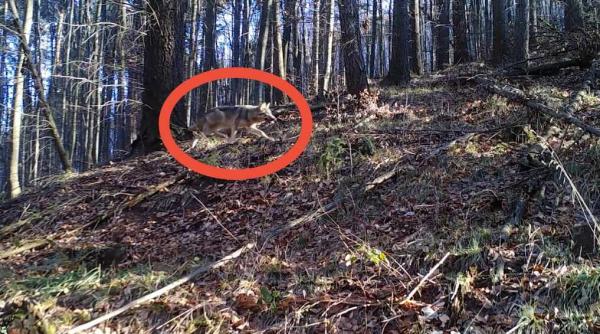 imagini foarte rare cu un lup care vaneaza o ciuta intr o padure din parcul natural portile de fier video in articol