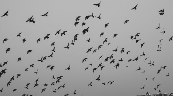 fenomen bizar din cauza modificarilor antropice 85 de specii de pasari inclusiv rapitoare mari s au mutat in zonele urbane