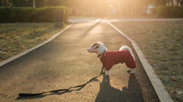 sanctiunea pe care o primesti daca ti ai pierdut cainele si nu ai anuntat politia in maximum 48 de ore av durgheu poate sa provoace tragedii