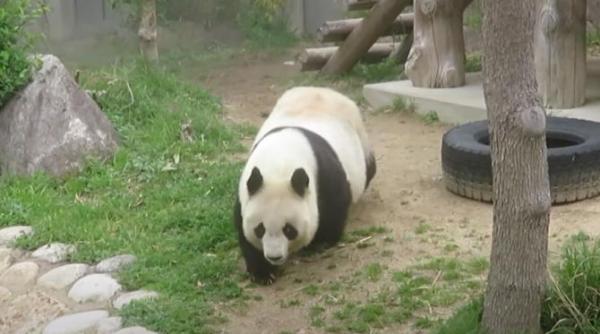 cel mai batran panda urias din japonia a murit ce varsta avea tan tan