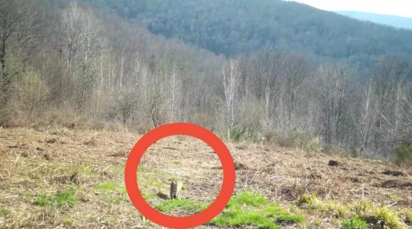 imagini cu o frumoasa pisica salbatica filmata in timp ce se plimba agale cu ce e diferita de pisica domestica video in articol
