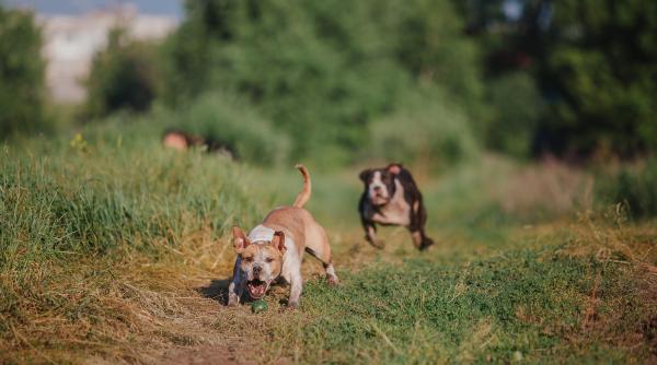 fetita de 8 ani muscata de caine intr un parc din cluj napoca