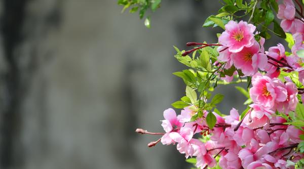 calendar crestin ortodox sarbatoare 9 aprilie 2024