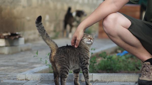 de ce pisica te urmareste peste tot afla tot ce trebuie sa stii