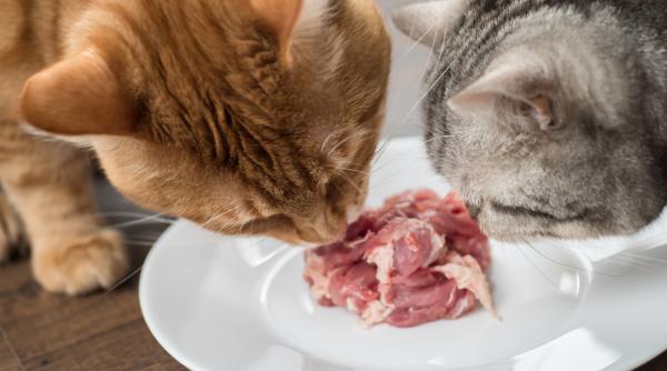 de ce nu ar trebui sa ti hranesti pisica cu carne cruda afla tot ce trebuie sa stii