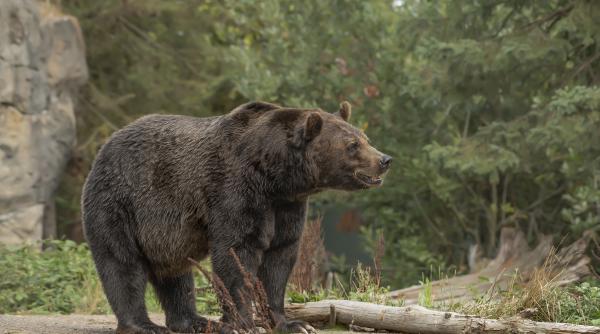 a fost semnalata prezenta unui urs langa bucuresti locuitorii sunt sfatuiti sa ramana in locuinte