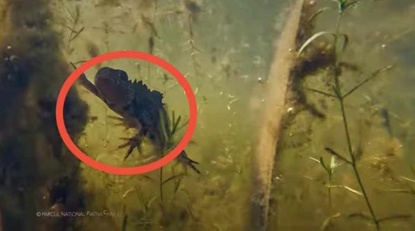 imagini rare cu un triton cu creasta tu ai vazut vreodata unul video in articol