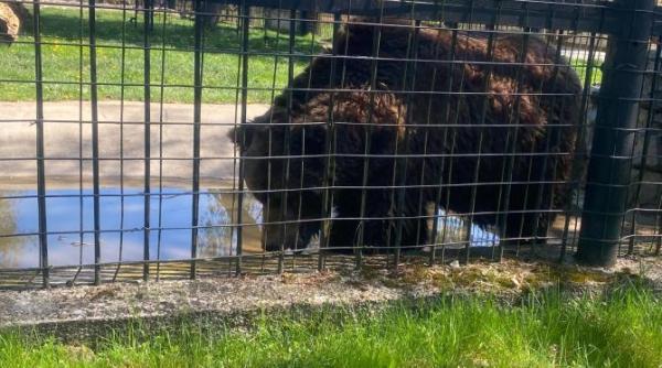votantii lui nicusor dan il acuza de cruzime si pregatesc proteste primarul care a mutat oamenii in afara orasului vrea sa aduca tigri si ursi in centru