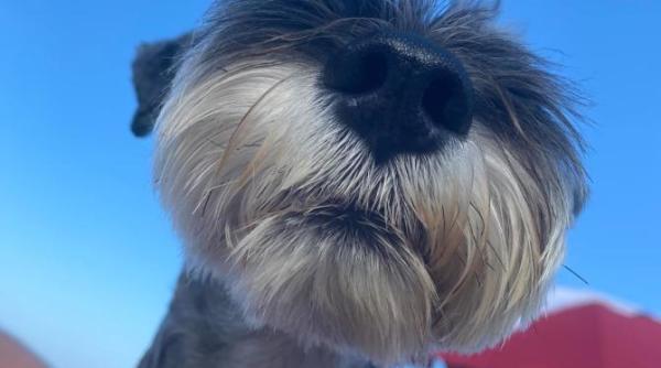 legaturile de suflet sunt cele care dureaza adopta un catel aspa