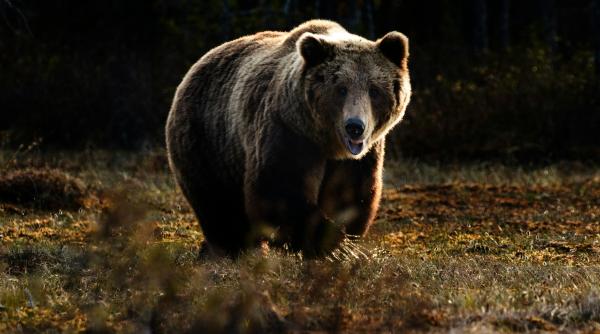 nou mesaj ro alert din cauza ursului de langa bucuresti