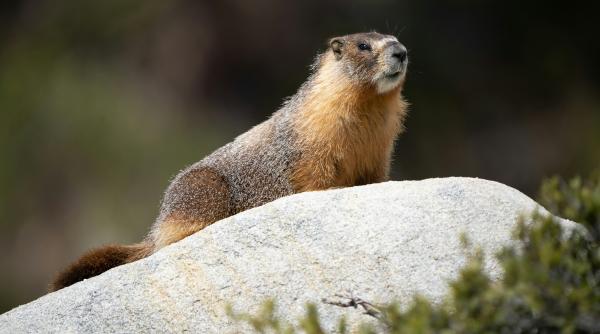 primavara calduroasa a scos marmotele din hibernare dolofanele surprinse pe crestele fagarasului inca inzapezite foto in articol