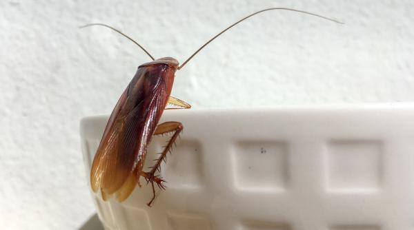 cat de periculosi sunt gandacii de bucatarie pentru sanatatea ta afla ce boli pot transmite