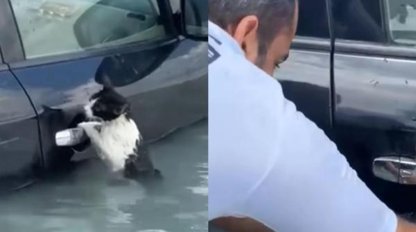 o pisica a fost salvata de la inec in ultima clipa in timpul inundatiilor din dubai ce gest disperat a facut felina pentru a cere ajutor video