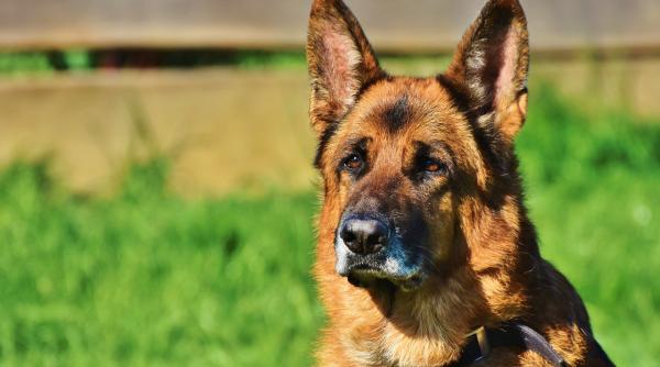 robert dorobantu despre secretele examenului de admitere in politia canina la dc anima