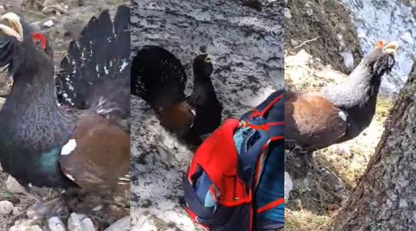 un roman a fost atacat de cocosul de munte animalul s a napustit la gatul acestuia ba m ai piscat destul video viral